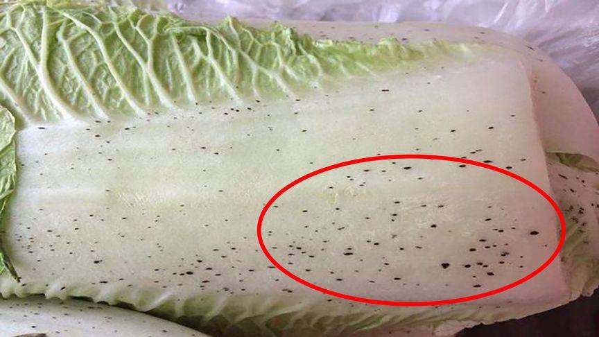 大白菜上的「小黑點」是什麼，到底還能不能吃，今天總算弄明白了