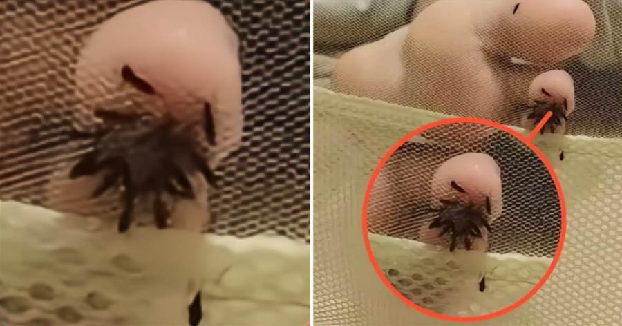 朋友家小孩熟睡，細看驚見密麻小蟲「隔蚊賬狂叮」小孩腳，轉身急告訴朋友，她卻回：習以為常了